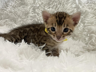 Hazel