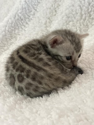 Luna (Reserved for Rebecca)